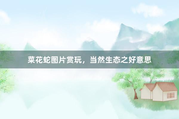 菜花蛇图片赏玩，当然生态之好意思